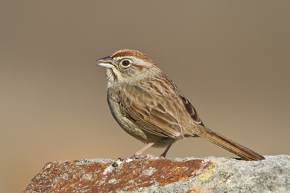 Rufous-crowned Sparrow