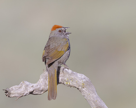 Green-tailed Towhee