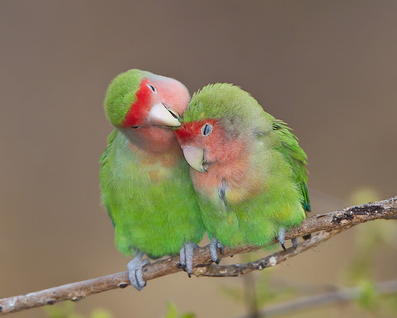 Rosy-faced Lovebirds, preening each other