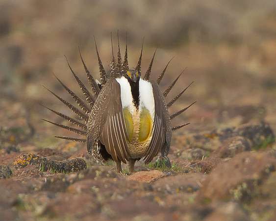 Greater Sage-Grouse, courtship display