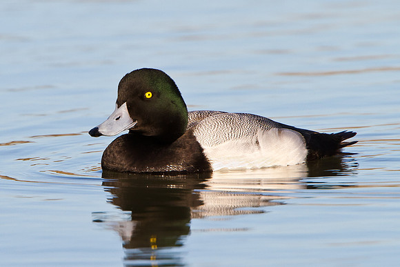 Greater Scaup