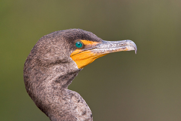 Double-crested Cormorant