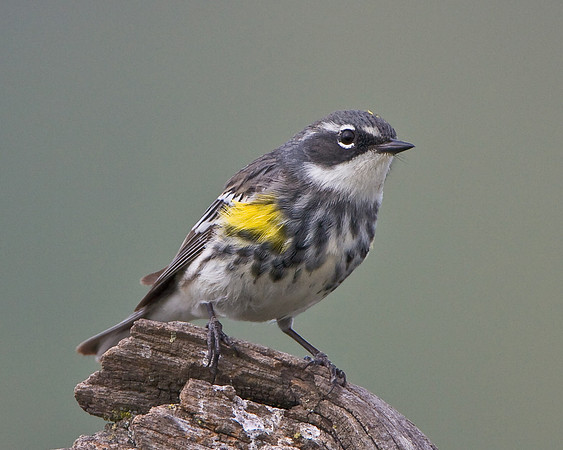 Yellow-rumped (Myrtle) Warbler, breeding plumage