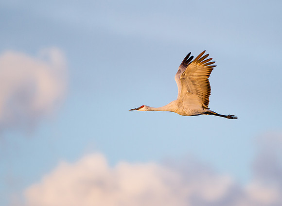 Sandhill Crane