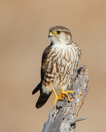 Female Merlin, Prairie race/subspecies