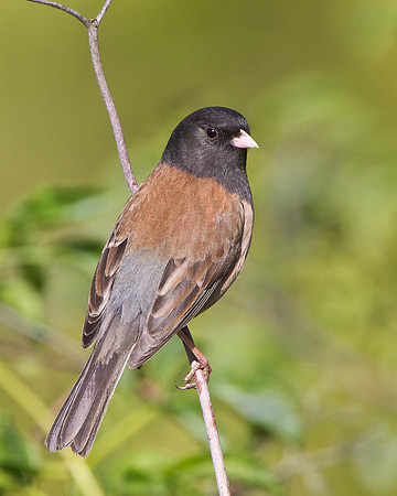 Dark-eyed Junco