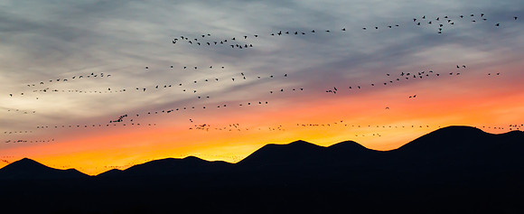 Snow Geese at sunset