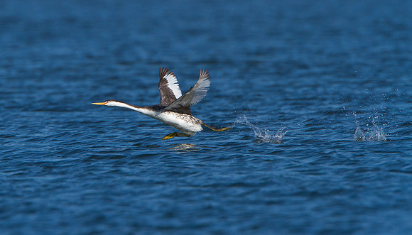 Clark's Grebe, taking off