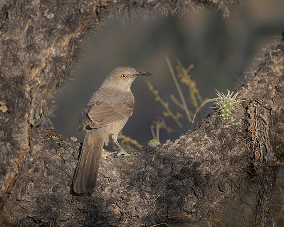 Curve-billed Trasher