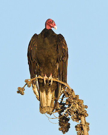 Turkey Vulture