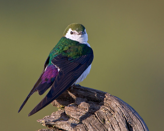 Violet-green Swallow