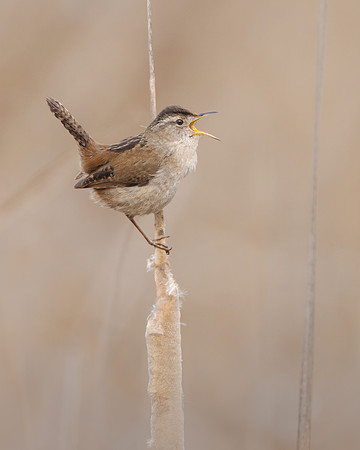 Marsh Wren