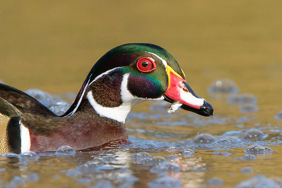 Wood Duck, with fish