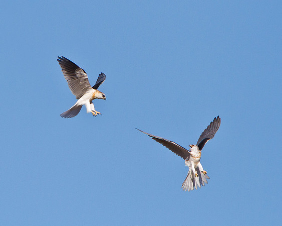 White-tailed Kites, juveniles bickering