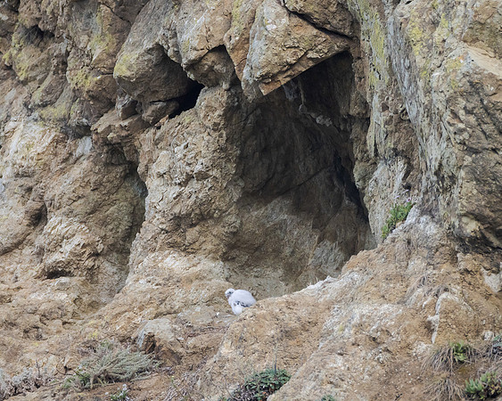 Peregrine Falcon chick, at nest opening