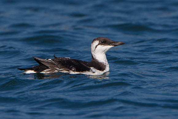 Common Murre