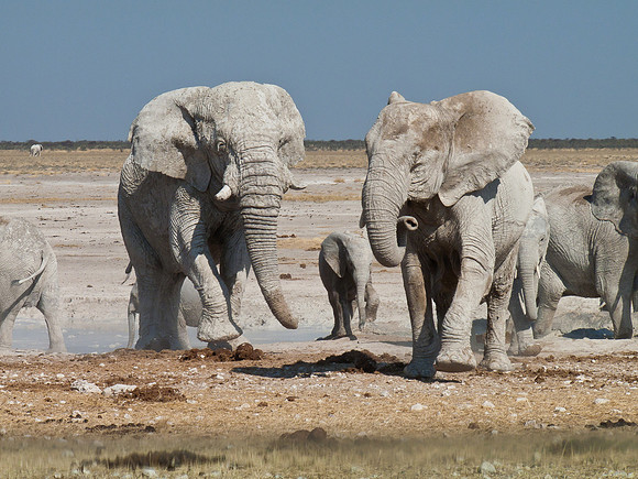 African Elephant