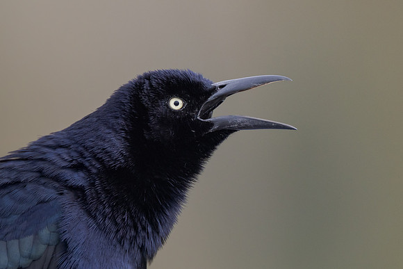 Great-tailed Grackle