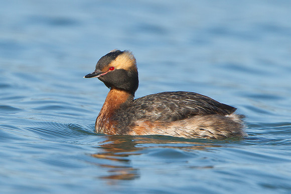 Horned Grebe