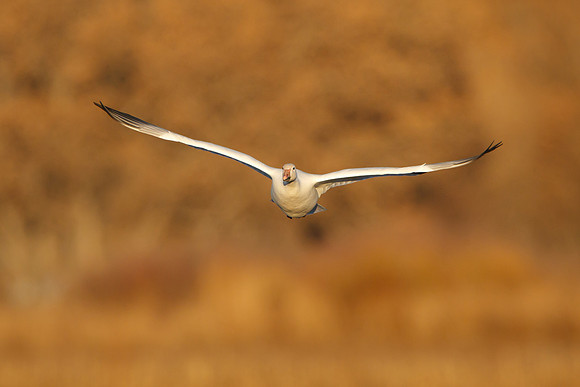 Snow Goose