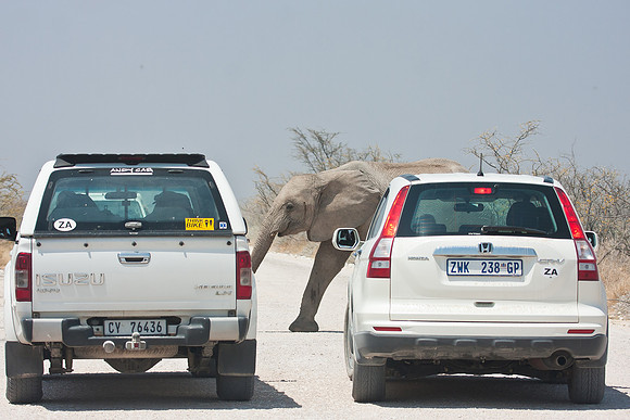 African Elephant, crossing the road