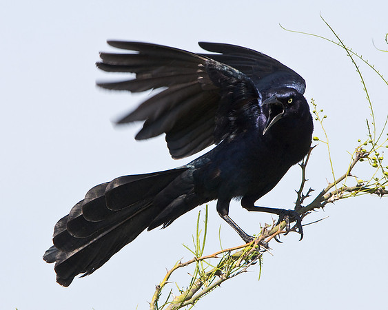 Great-tailed Grackle