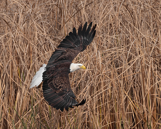Bald Eagle