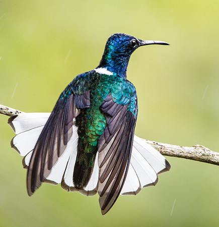 White-necked Jacobin