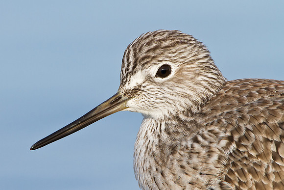 Greater Yellowlegs