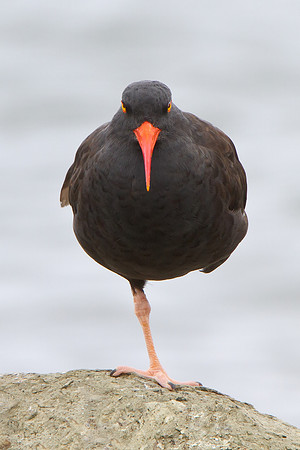 Black Oystercatcher