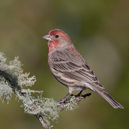 House Finch