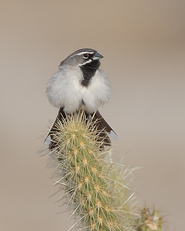 Black-throated Sparrow