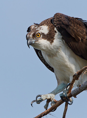 Osprey