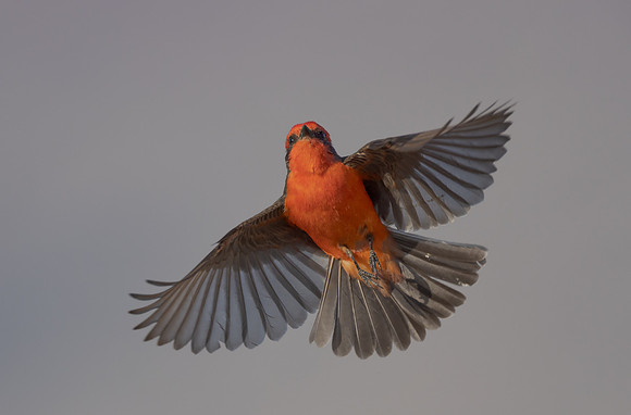 Vermilion Flycatcher