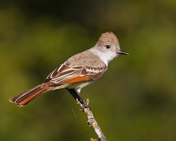 Ash-throated Flycatcher