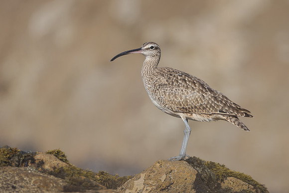 Whimbrel