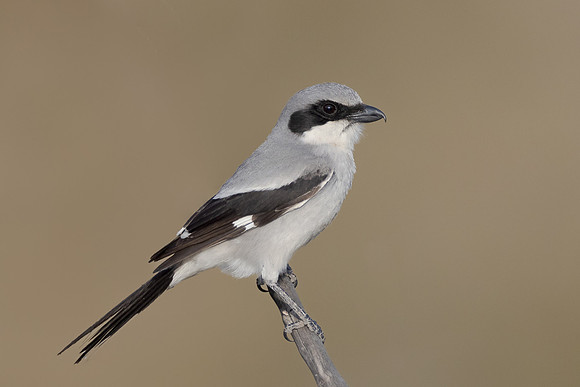 Loggerhead Shrike