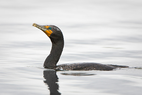 Double-crested Cormorant
