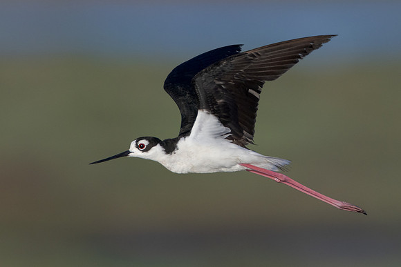 Black-necked Stilt