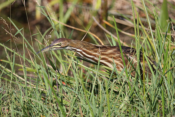 American Bittern