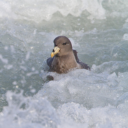 Northern Fulmar, in surf