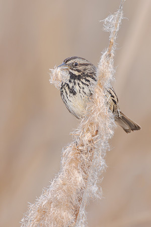 Song Sparrow
