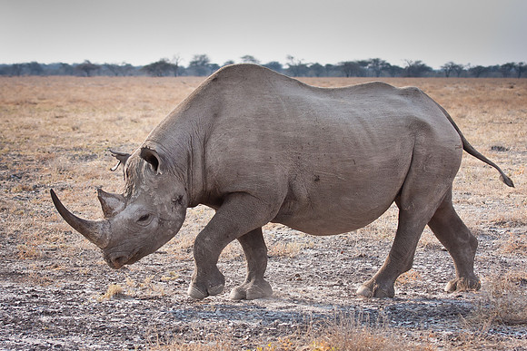 Black Rhinoceros