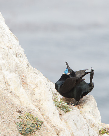 Brandt's Cormorant, courtship display