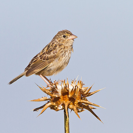 Grasshopper Sparrow, juvenile
