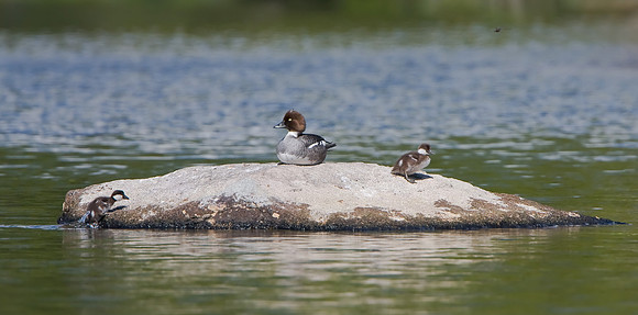 Common Goldeneye, female with chicks