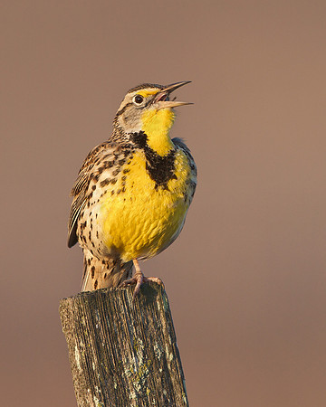 Western Meadowlark singing from fence post