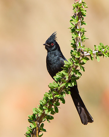 Phainopepla
