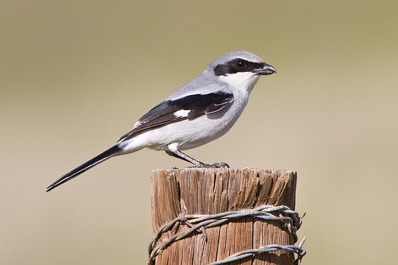 Loggerhead Shrike