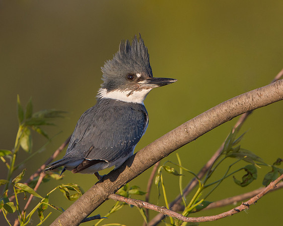 Belted Kingfisher